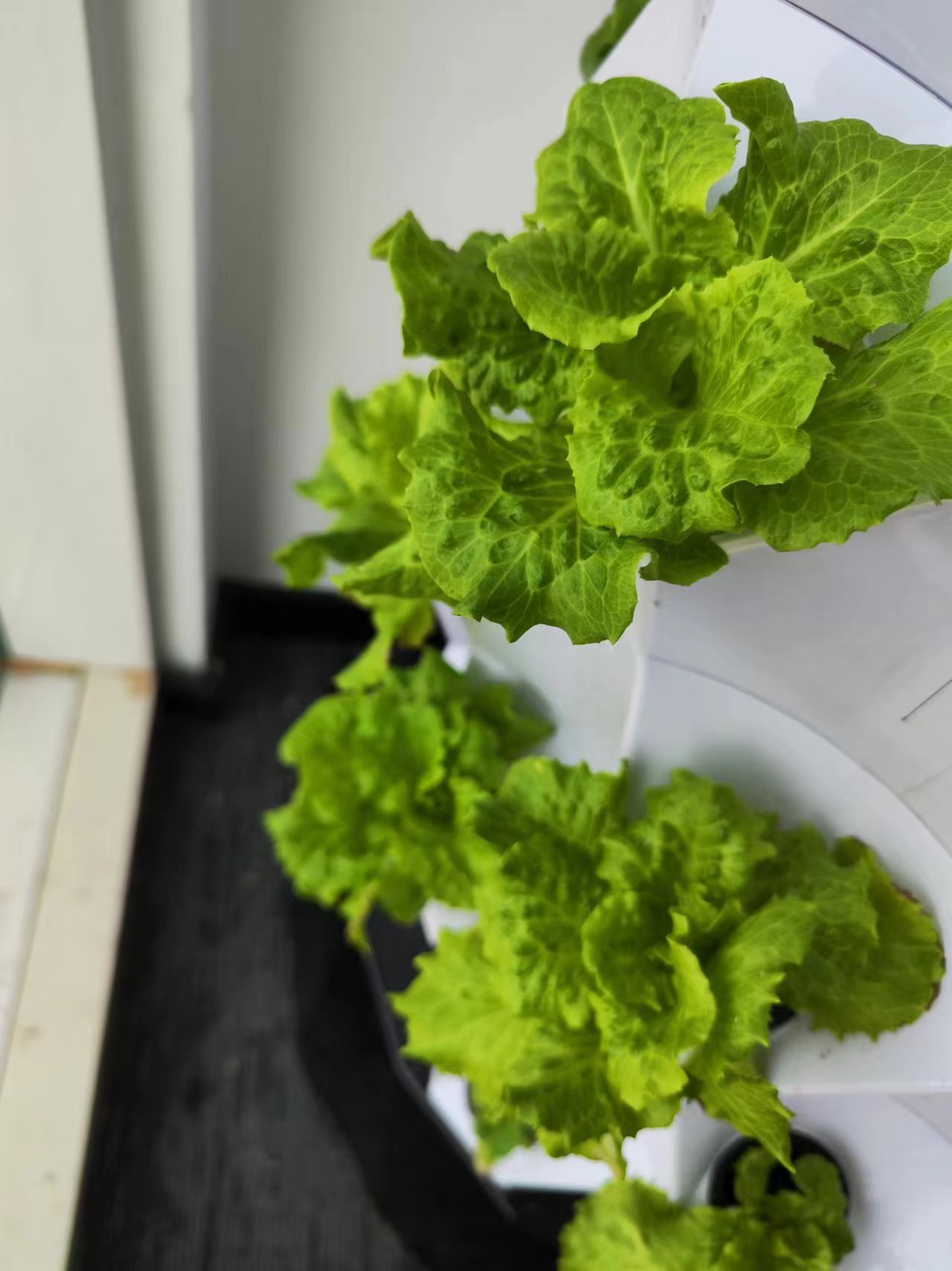 Системы автоматического капель – обзор и цена Hydroponic System